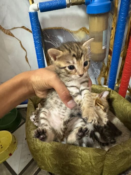 Продам котят чистокровый бенгал