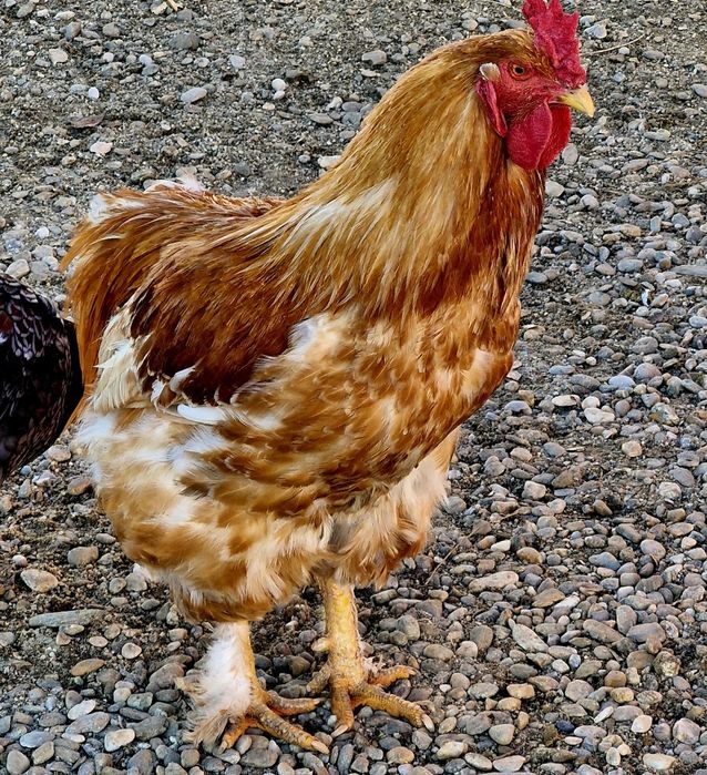 Vand cocosi de rasa sau de taiat