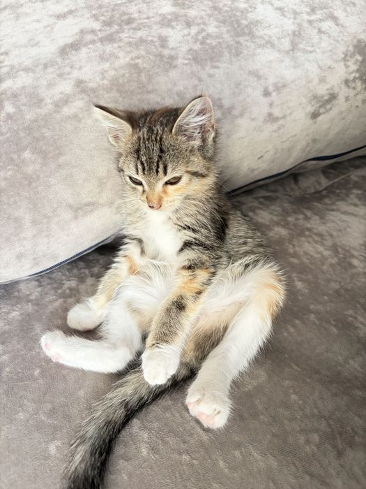 Отдам котенка в добрые руки!