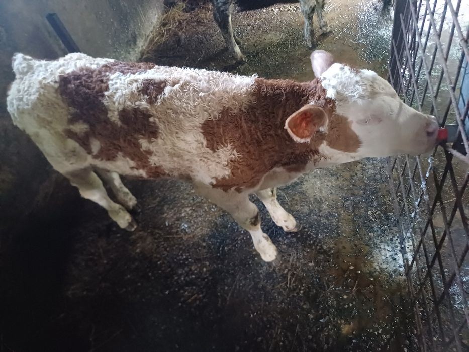 Vând vițel balțat!