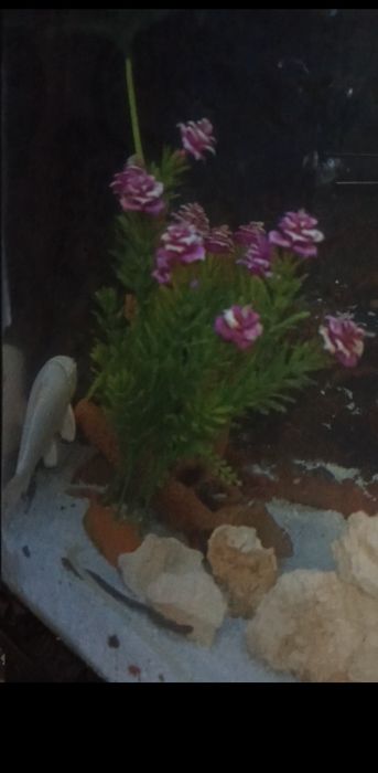 500litrli Akvariumi sotiladi (suv tepasigacha tolmidi)
ORGSTEKLO qalin