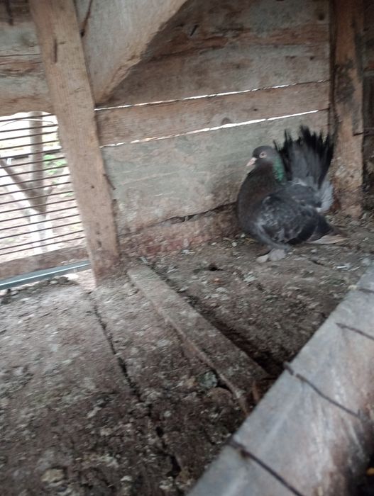 Porumbel roleri de Cluj