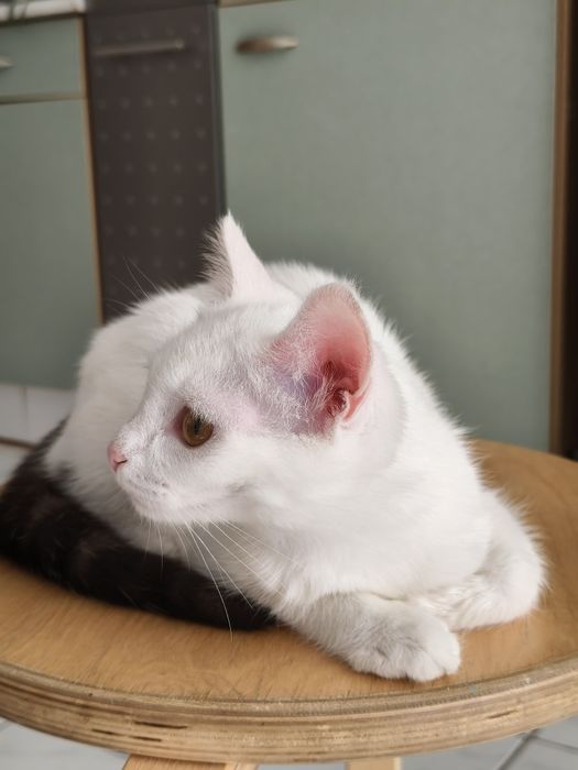 Котенок в добрые руки, девочка