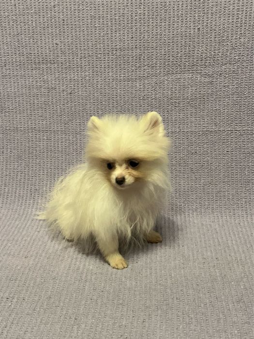 Pomeranian Mascul, talie mica! SUPER PRET!