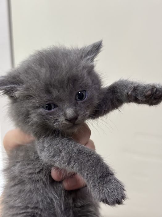 Отдам котят в добрые руки