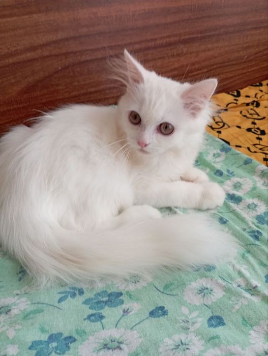 Белоснежный котёнок мальчик 4 мес.