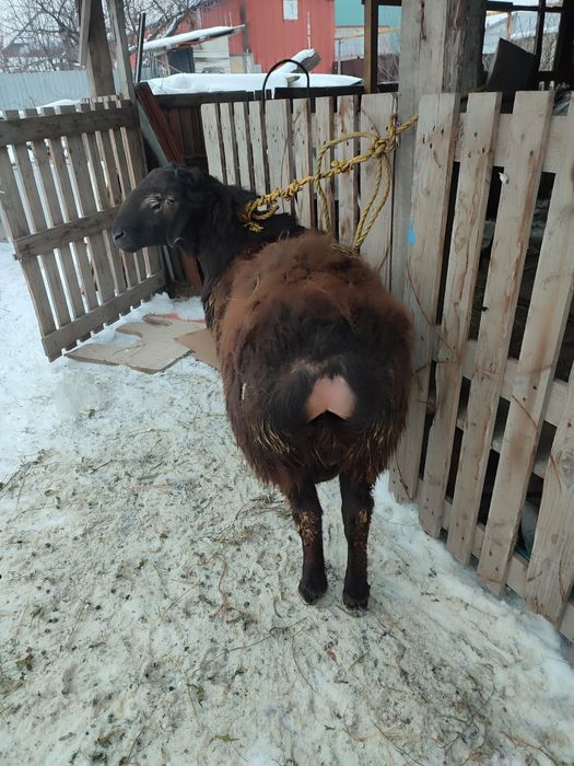 Кошкар сатамын 250000тг