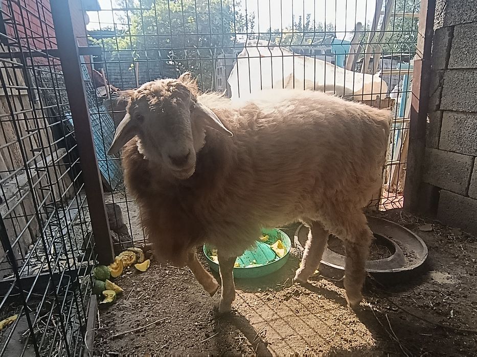 Продам большого барана