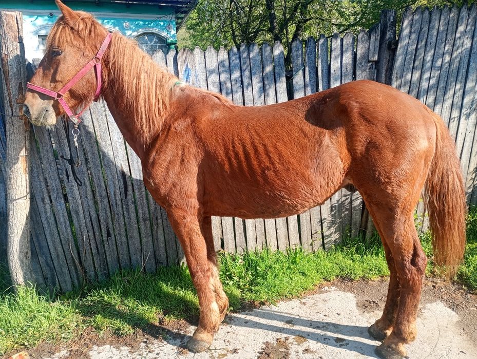 Se vinde cal castrat  de 7 ani cuminte accept orice proba