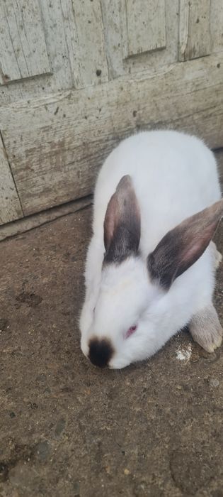 Vând iepuri uriaș de transilvania.