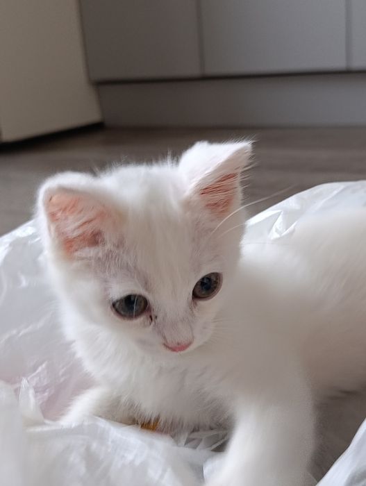 Ищу дом для котенка в Алмате