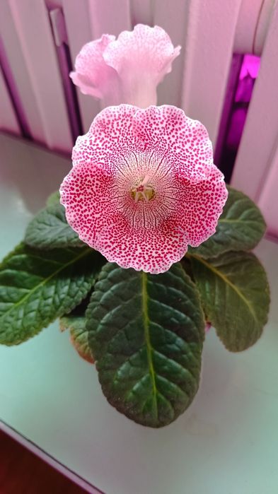 Продам глоксинии