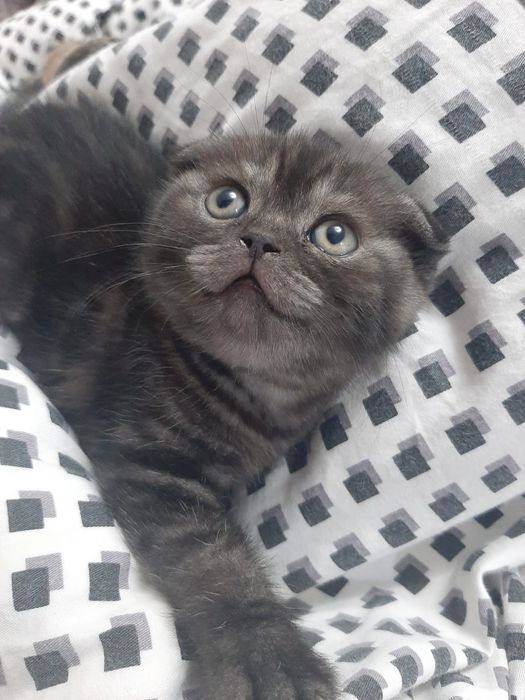 Котята шотландские   50000  т.