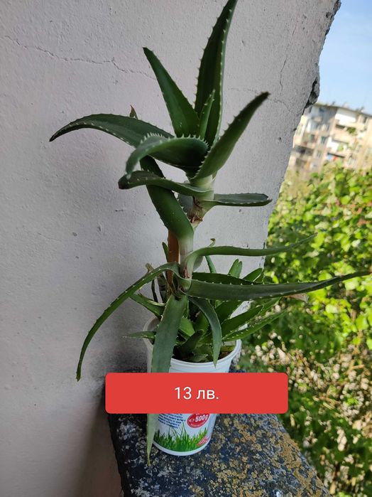 Алое вера барбаденис