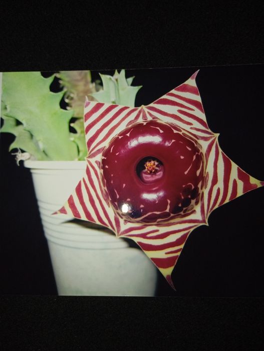 Продам суккулентное растение  Хуэрнию