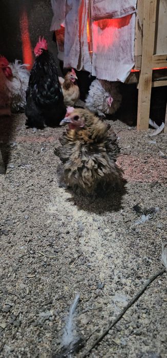 Срочно! Карликовые кохинхины!