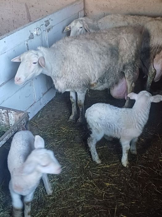 Parodali quylar sotiladi