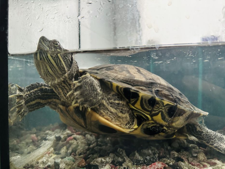 Продам черепаху с аквариумом