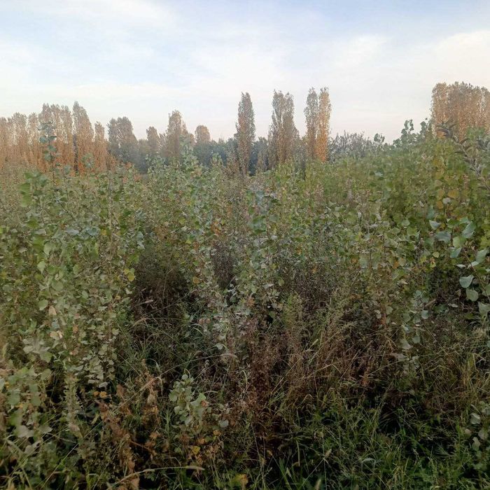 Терак кўчатлари сотилади 2000 сўм