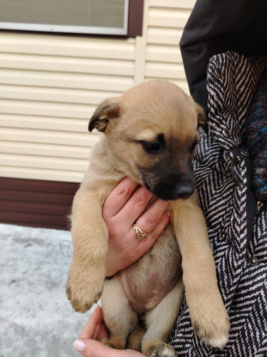 Отдам щенков бесплатно