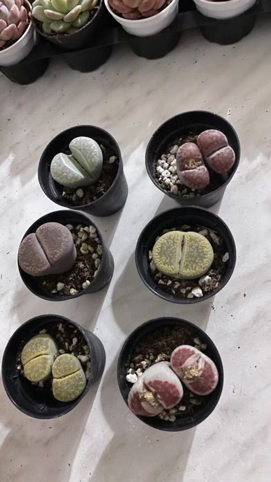 Сукуленты от 350и выше