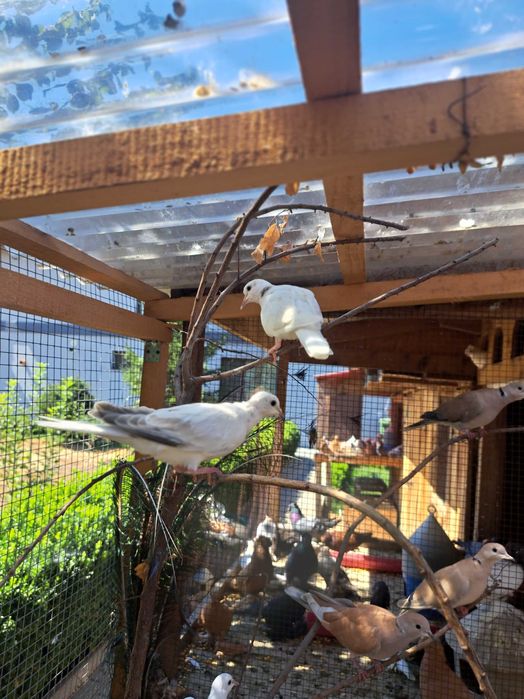 Jucatori de Botoșani  Turturele diamant și razatoare