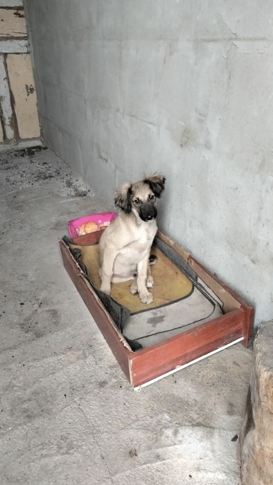 Продам щенков тазы городе Кокшетау