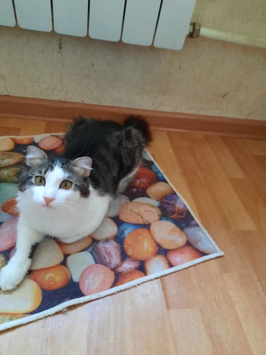 Молодой кот 7 месяцев