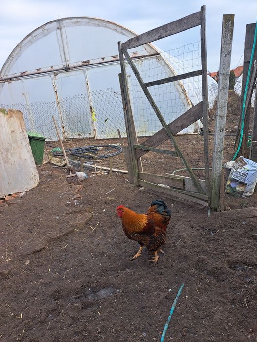 Vind cocoși Wiandotte GSG, albastru 150 bucata