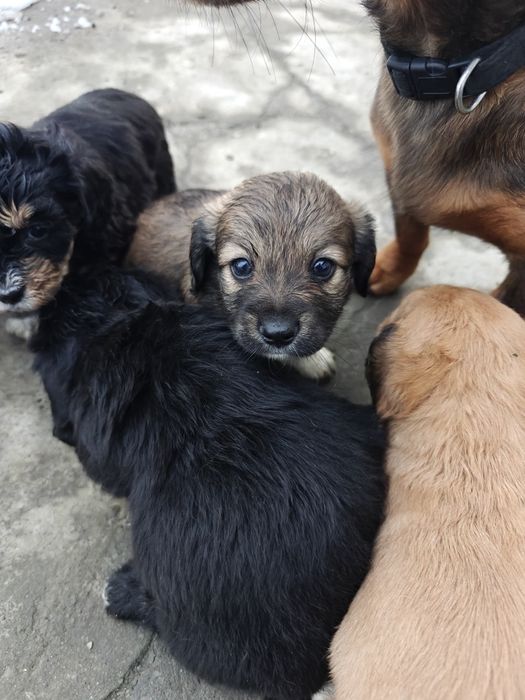 Catelusi pentru donat