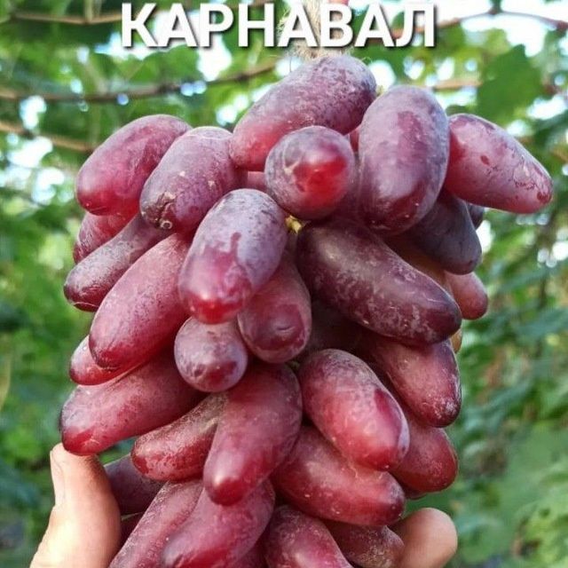 Gilos shoftoli Nok Avatar qoroli behi yongʻoq behi oʻrik Anor shpanka