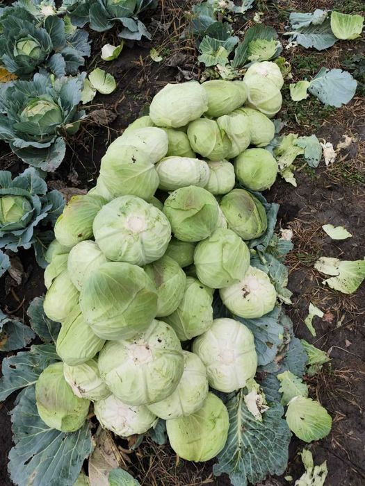 Varză de vânzare. 1 leu kg