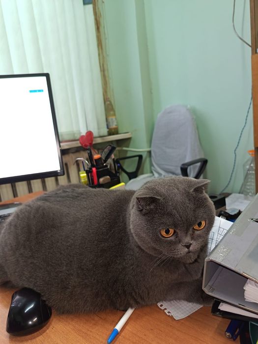 Отдам кошечку в добрые руки