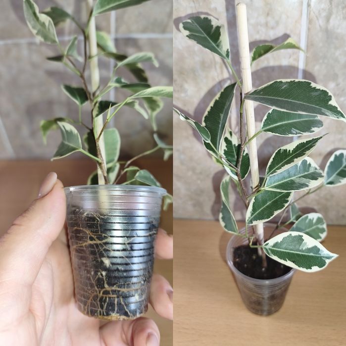Фикус Лакия, Лавли, Лирата