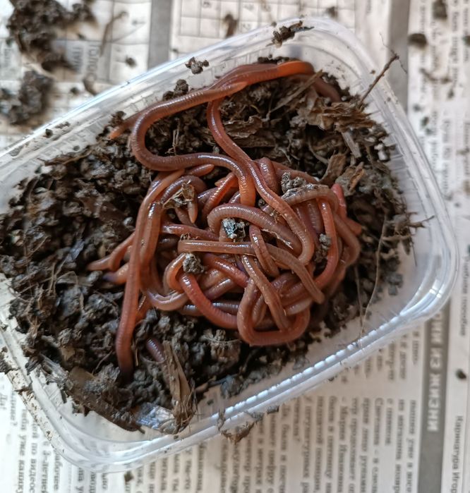 Мотыль мормыш опарыш