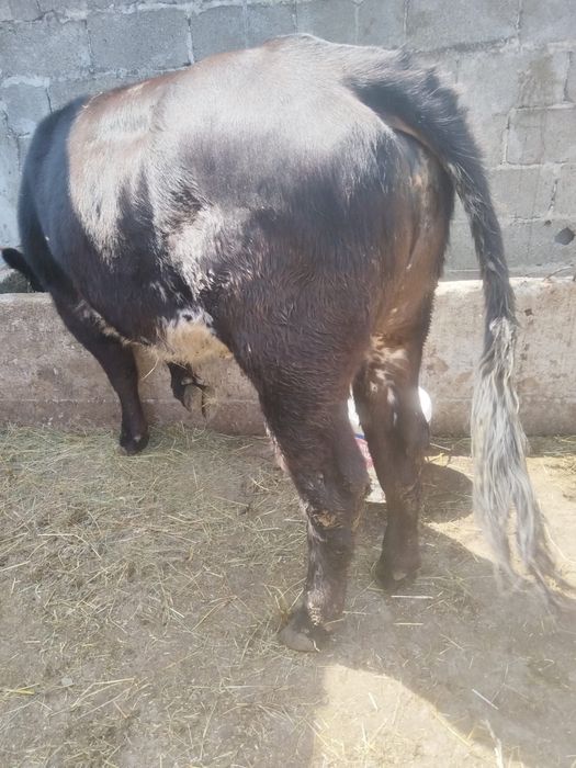 Vitea brlgiana vioaie si sanatoasa