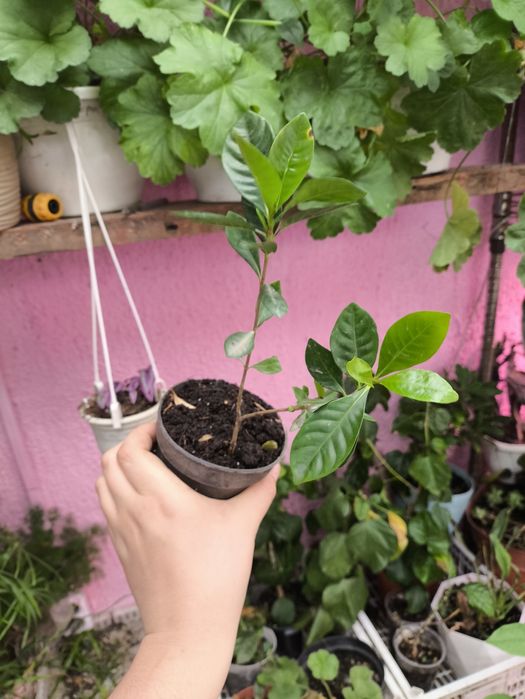 Гардения жасминовидная