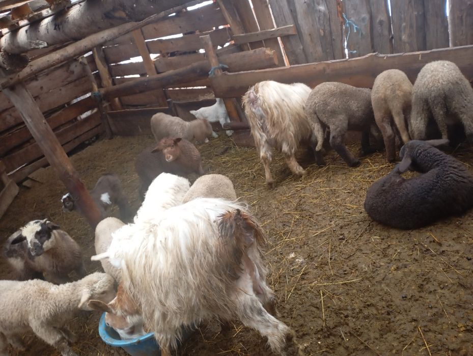 Oi de vânzare  și 2 capre