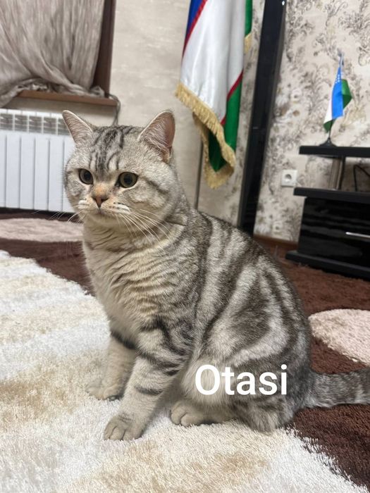Srochna sotiladi. Toza zot skotsh strayt