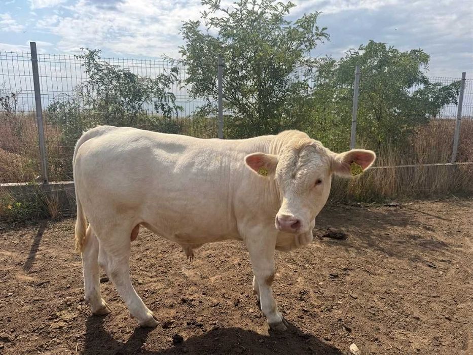 Tăuri Charolaise cu certificat genetic Franța – DUNEFARM