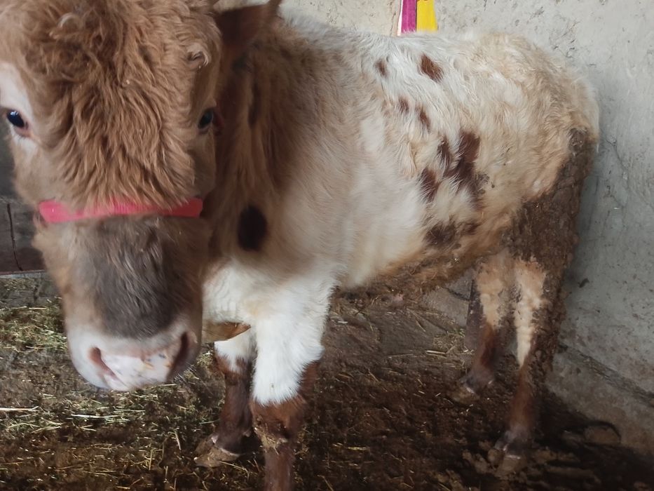 Buqqa sotiladi. Narxi yana kellishiladi