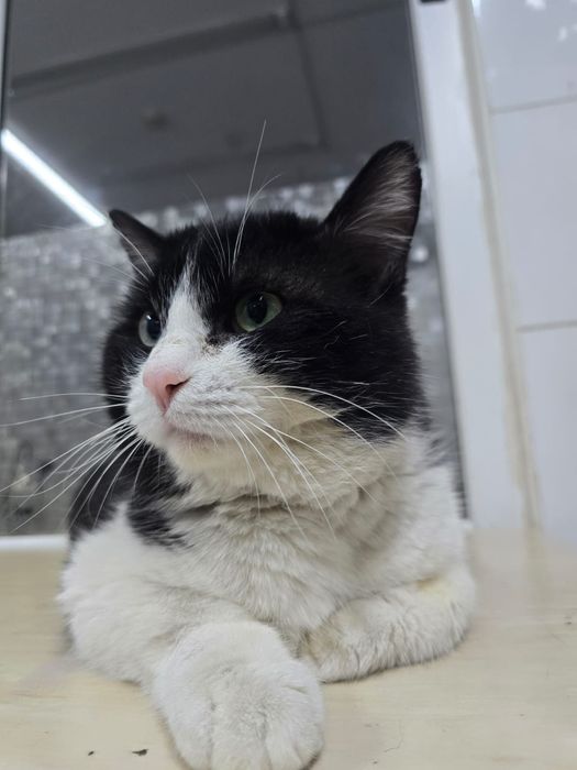 Большой ласковый болтливый кот ищет дом с хозяйкой!