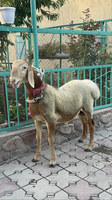 Арашан кошкар 5 месяцев