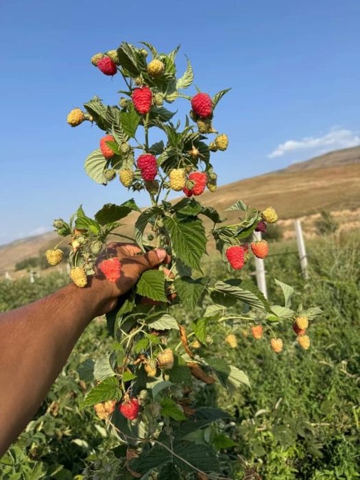 Саженцы малины маравилла