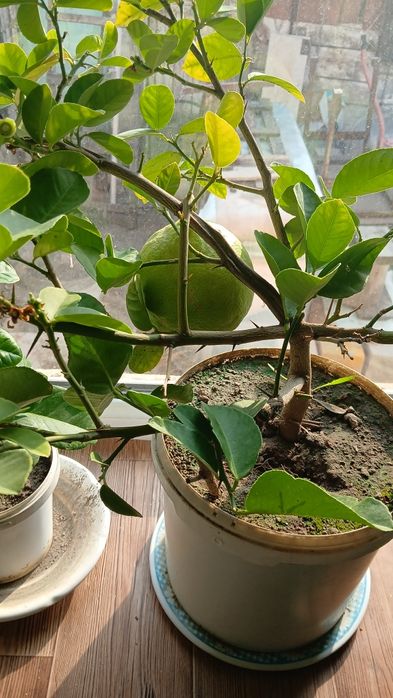 Лимонной дерево лимон