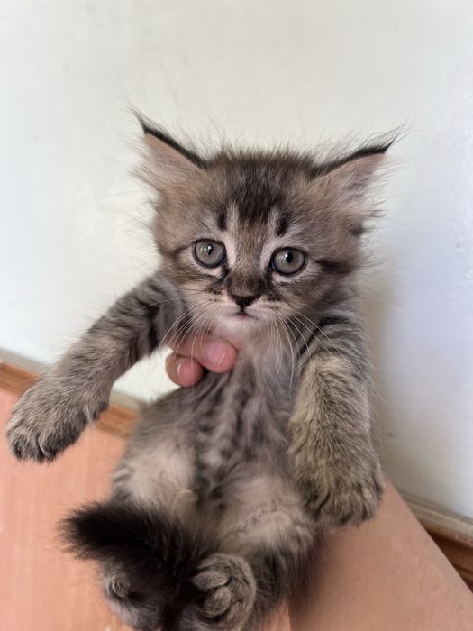 Shinshilla mushukcha