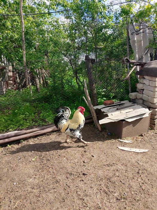 Продам крупных петухов