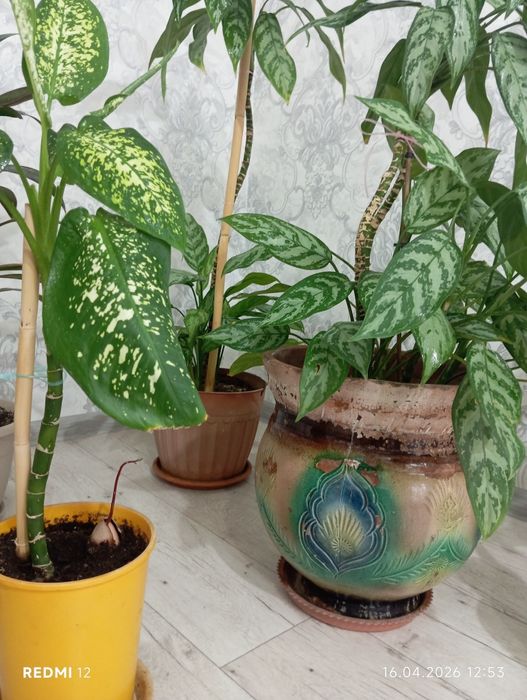 Продам комнатные цветы