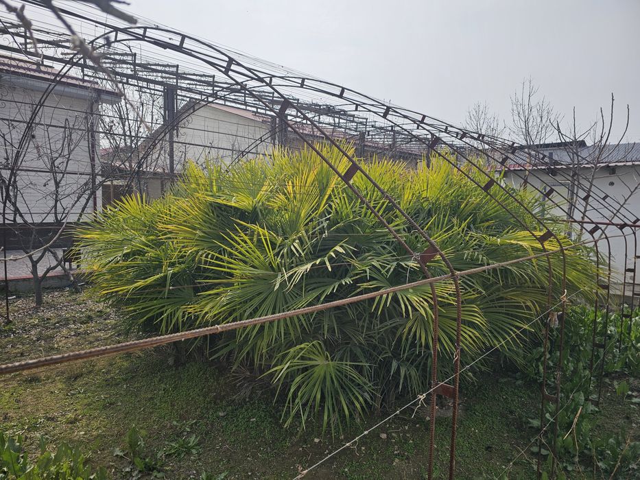 Gullar sotiladi. kelishilgan narxda 450 tup.