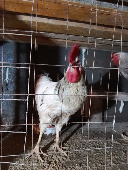 Продаются петухи